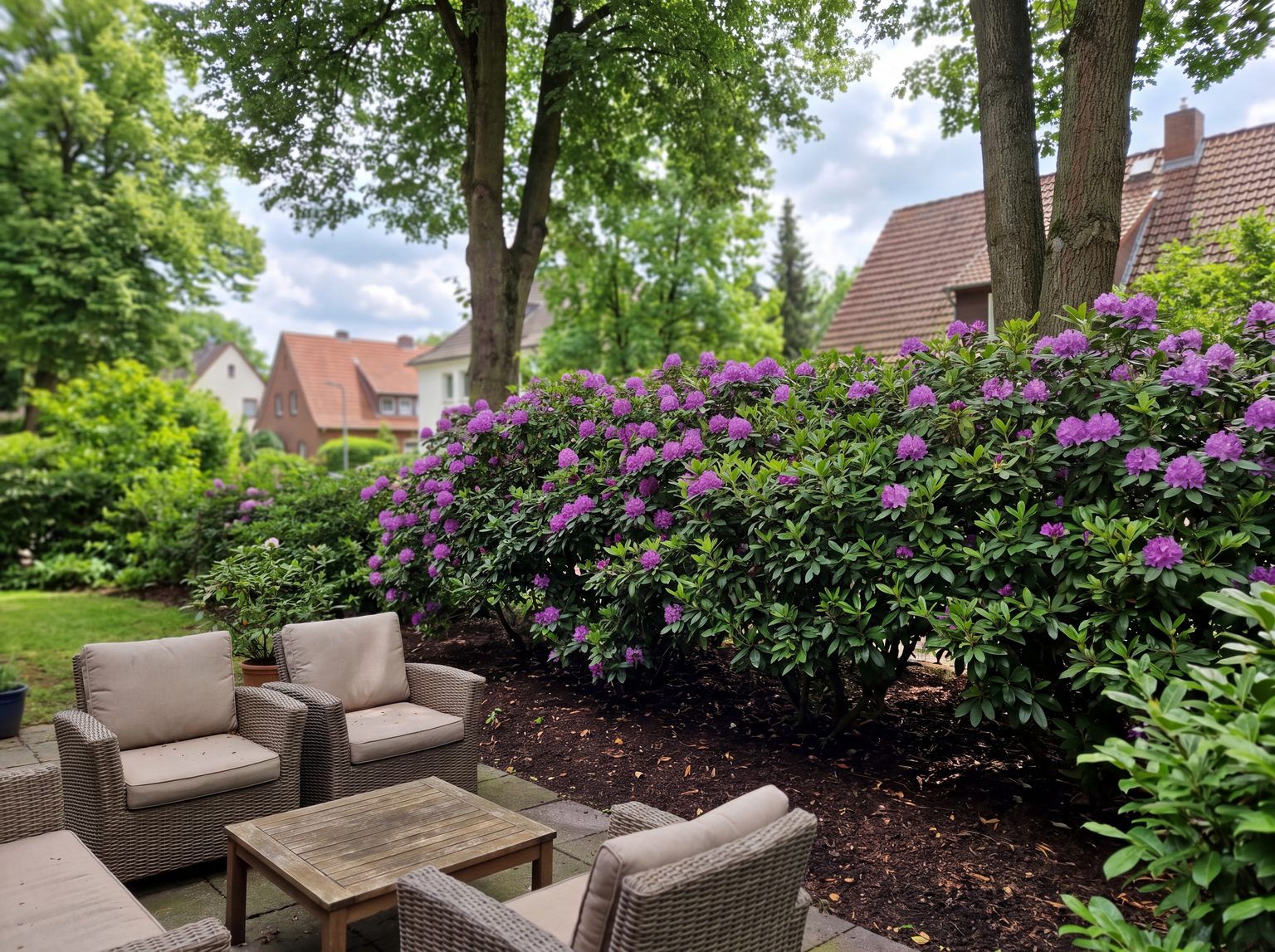 Immergrüner Rhododendron in violetter Blüte auf dunklem, humusreichem Boden im Halbschatten